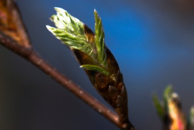 Fagus sylvatica 'Quercifolia' - buk lesní - pupen